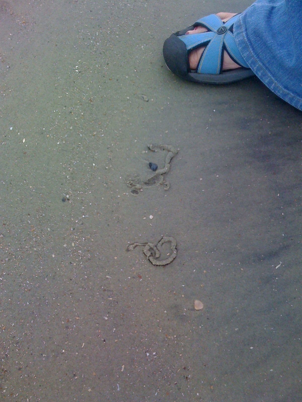 letteredolive1 trail of an unknown creature? Maybe a lettered olive